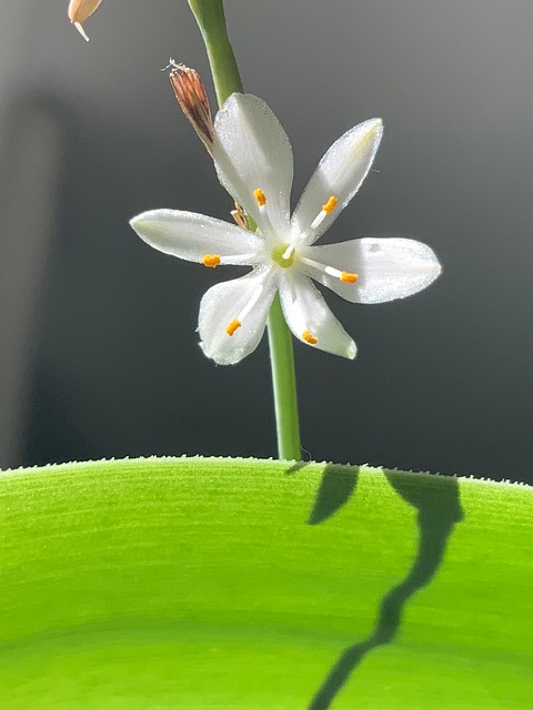 Free Bloom Nature photo and picture