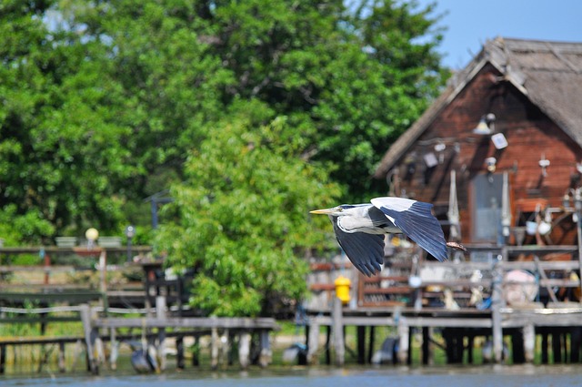 Free Bird Flying photo and picture