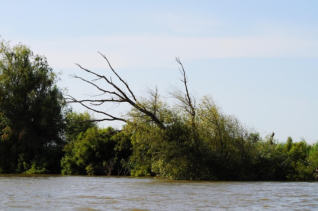 Free Branch Tree photo and picture