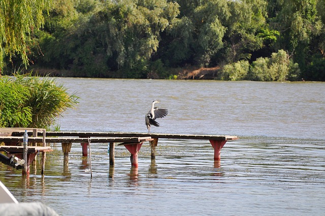 Free Egret Bird photo and picture
