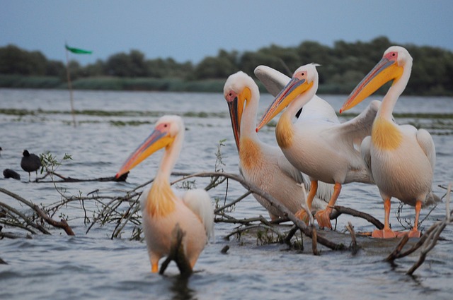 Free Pelican Bird photo and picture