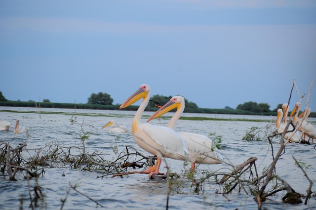 Free Pelicans Sunset photo and picture