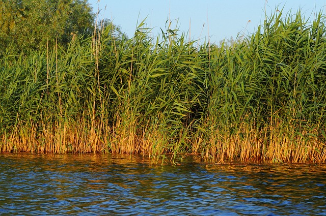 Siv, Natur, Sø, Donau, Delta, Vind