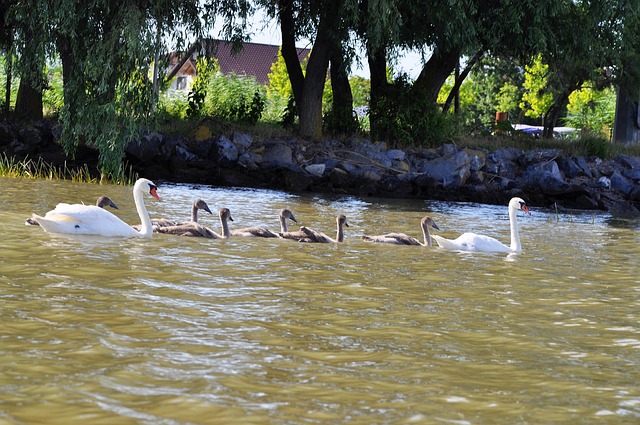 Free Swans Bird photo and picture