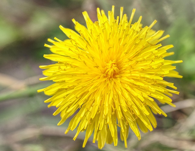 Free Sonchus Fruticosus Sonchus photo and picture