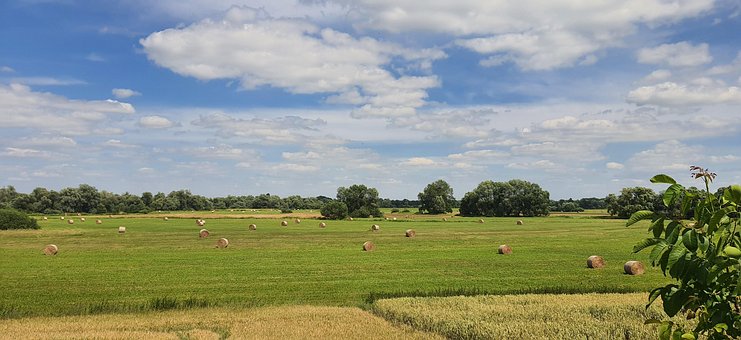 Free Meadow Grass photo and picture