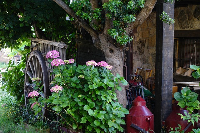 Vogn, Blomster, Mark, Natur, Grøn