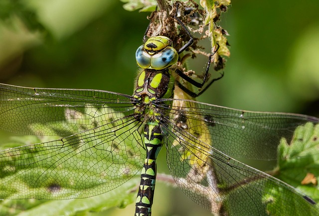 Free Dragonfly Migrant Hawker photo and picture