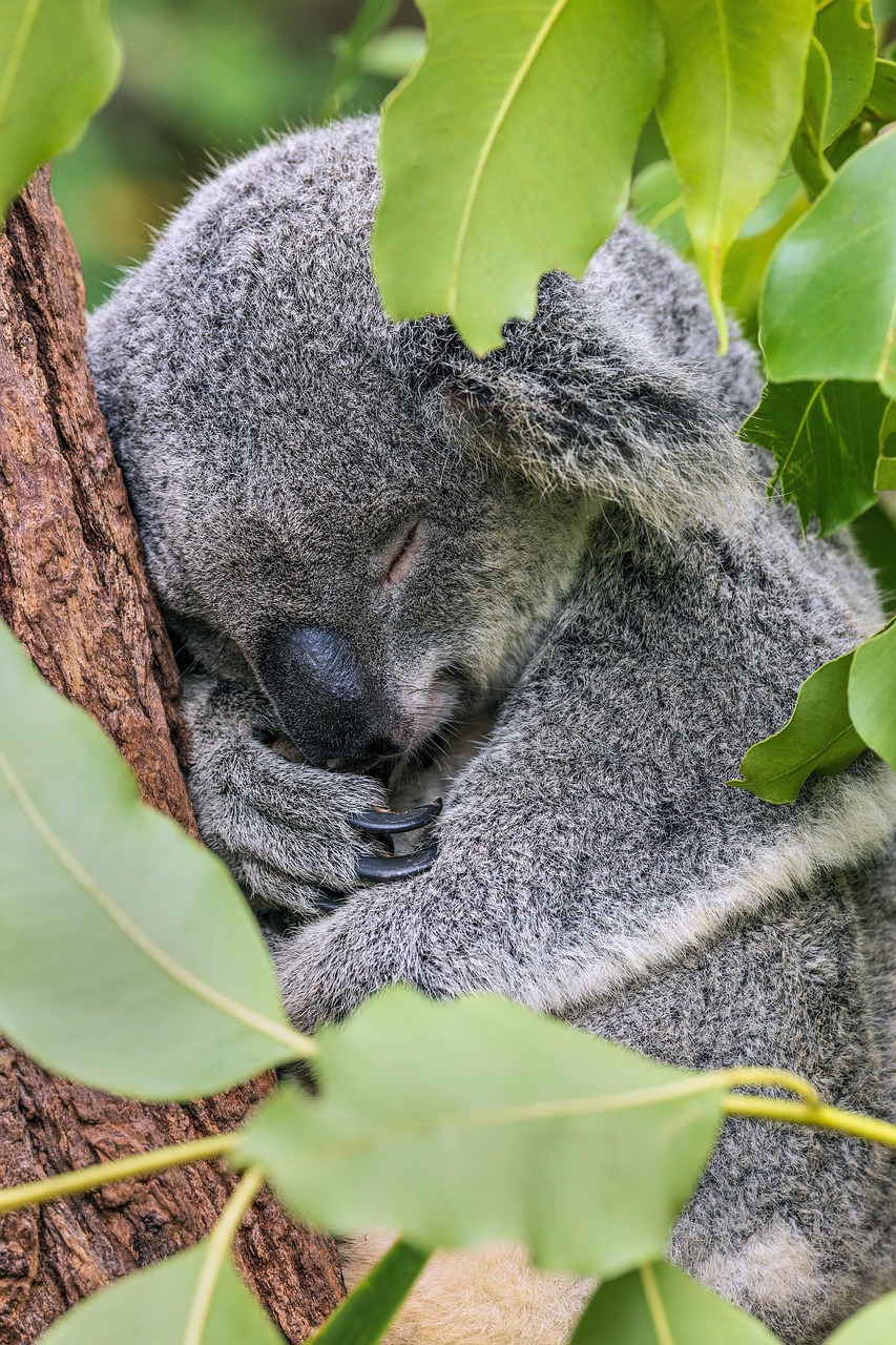 Baby Koala Sleeping Cute
