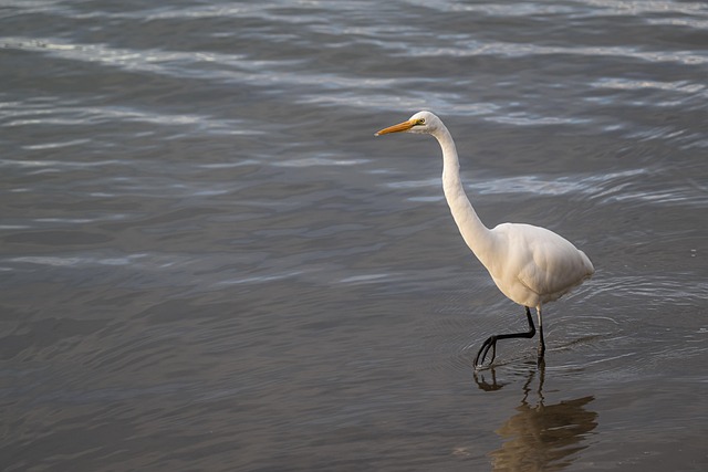 Free Great Egret Eastern Great Egret photo and picture