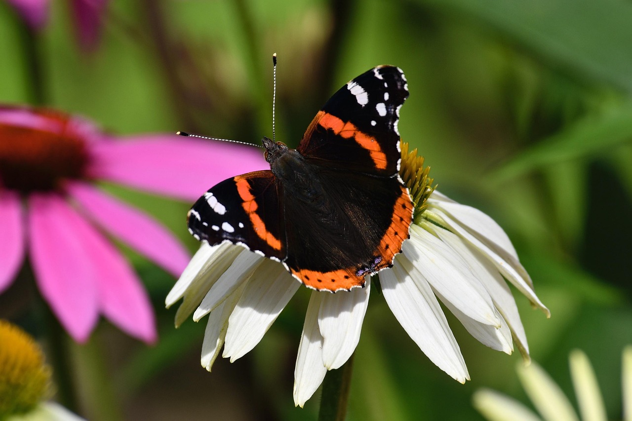 Schmetterling Natur Insekt Kostenloses Foto Auf Pixabay Pixabay schmetterling-natur-insekt-kostenloses-foto-auf-pixabay-pixabay