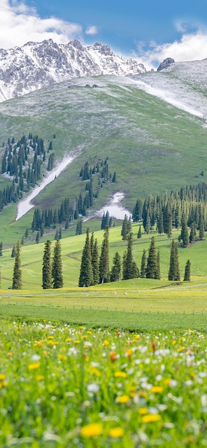 Green, Nature, Scenery, Grass