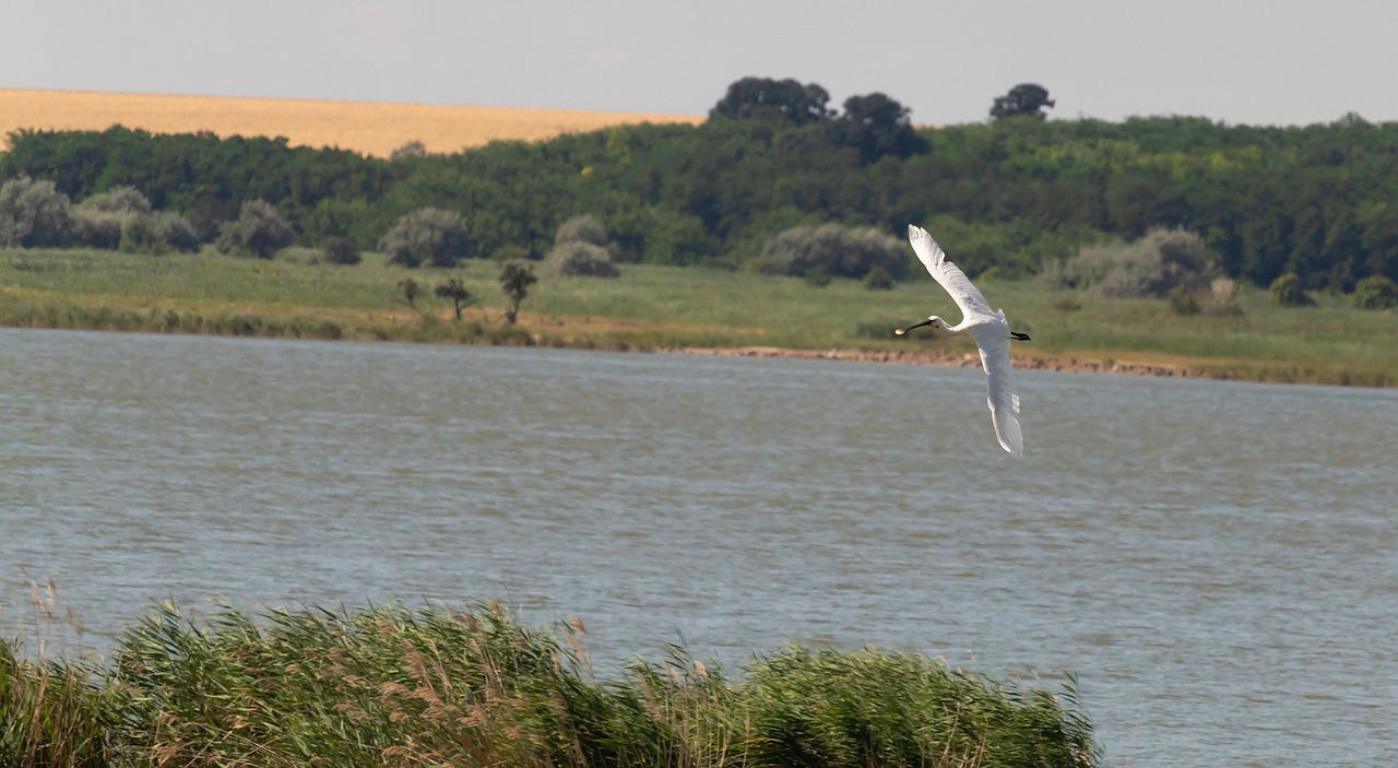 Landscape Spoonbill Lake - Free photo on Pixabay - Pixabay