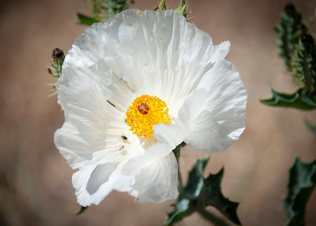 Flor, Naturaleza, Bloom, Flora, Pétalos