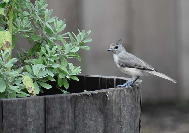 Free Bird Tufted Titmouse photo and picture