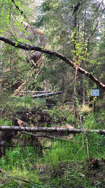 Free Haarikko Eastern Finland photo and picture