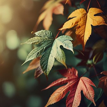 Free Leaf Nature illustration and picture