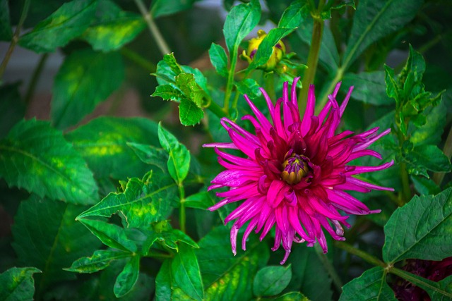 Blomst, Natur, Botanik, Have, Plante