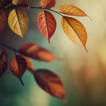 Free Leaf Nature illustration and picture