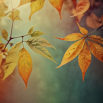 Free Leaf Nature illustration and picture
