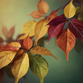 Free Leaf Nature illustration and picture