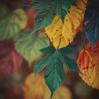 Free Leaf Nature illustration and picture