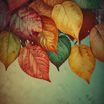 Free Leaf Nature illustration and picture