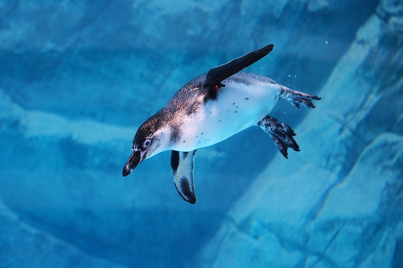Penguin - free online jigsaw puzzle photo