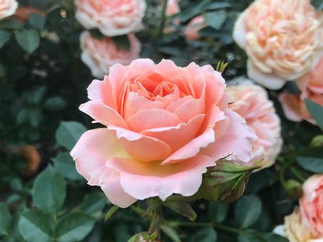 Free Rose Flower illustration and picture