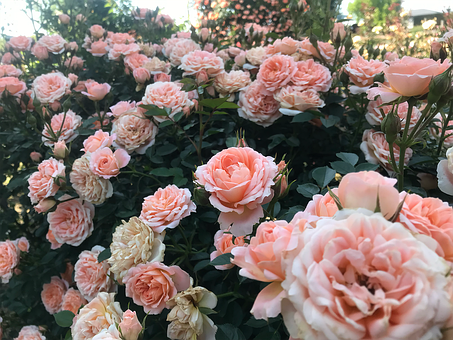 Free Rose Flower illustration and picture