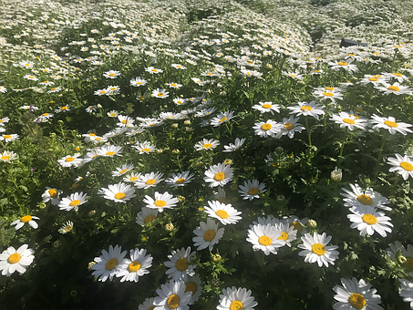 Free Daisy Flowers illustration and picture