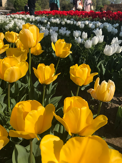 Free Flower Nature illustration and picture