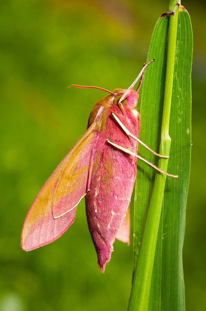 Free Hawk Moth Moth photo and picture