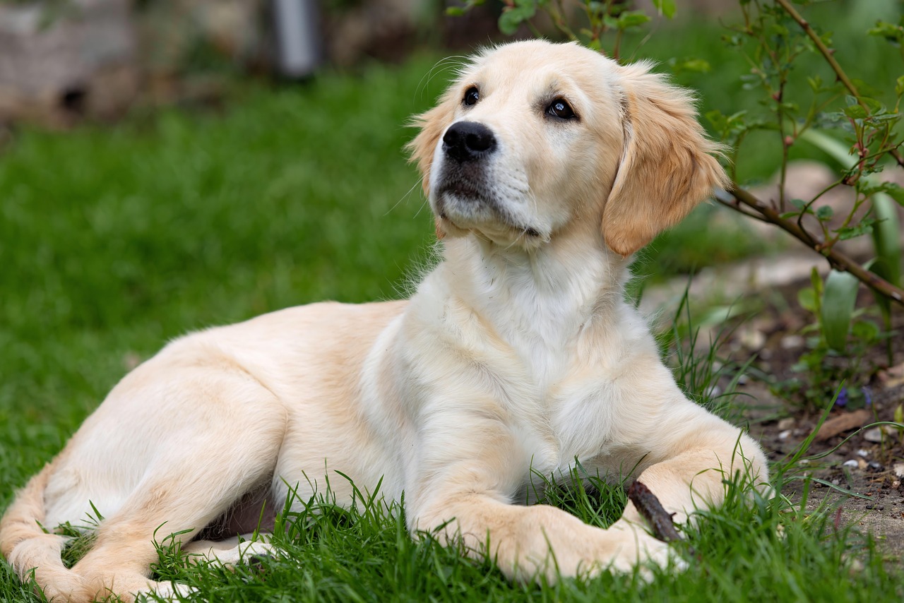 Golden Retriever Dog Animal Free Photo On Pixabay Pixabay golden-retriever-dog-animal-free-photo-on-pixabay-pixabay