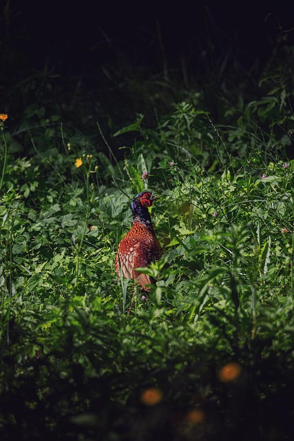 Pájaro, Naturaleza, Animal, Aviar