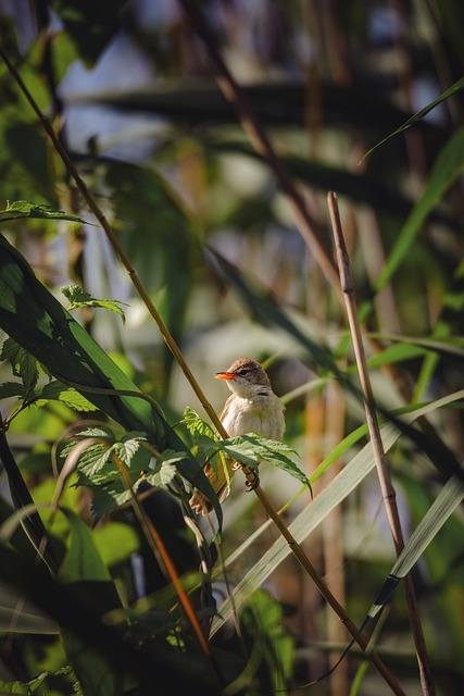 Pájaro, Naturaleza, Animal, Aviar