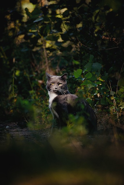 Gato, Animal, Naturaleza, Felino