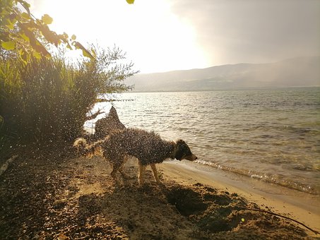 Hund, Dyr, Hunde, Pattedyr, Spille