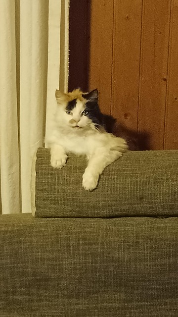 Kat, Dyr, Knurhår, Portræt, Pattedyr
