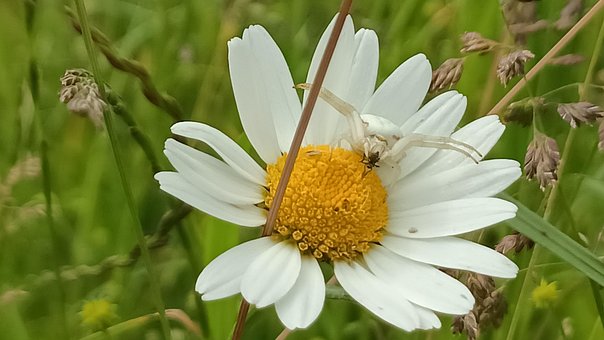 Edderkop, Natur, Blomst, Sommer, Plante