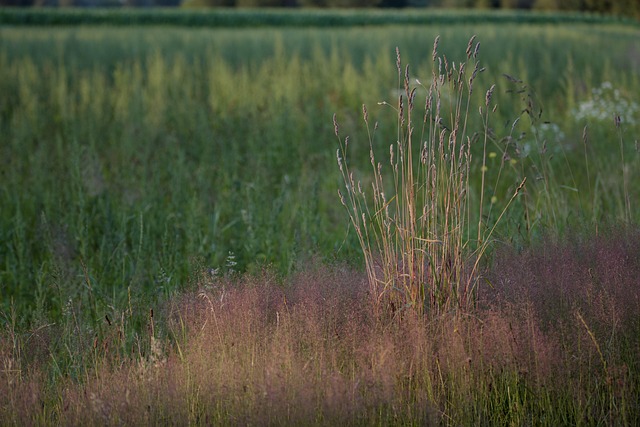 Free Nature Landscape photo and picture