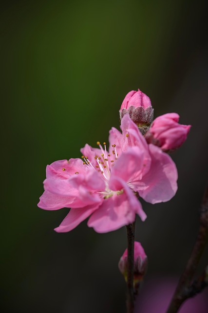Bitao, Flores, Planta, Pétalas, Bloom