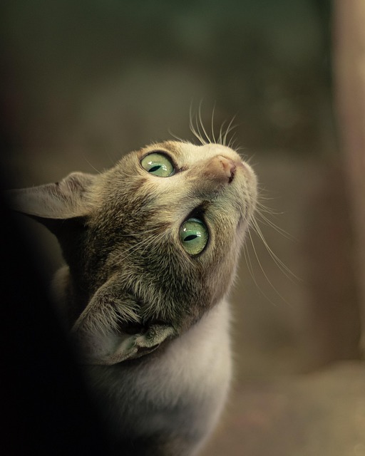 Gato, Animal, Bicho De Estimação, Felino