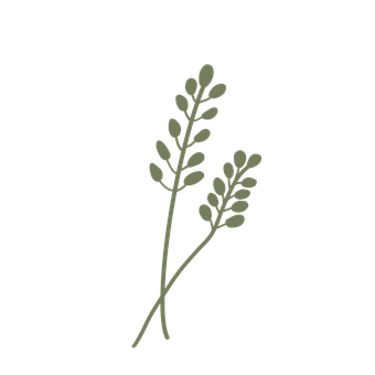 Free Plant Leaves illustration and picture