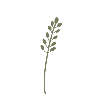 Planta, Sale De, Naturaleza, Rama