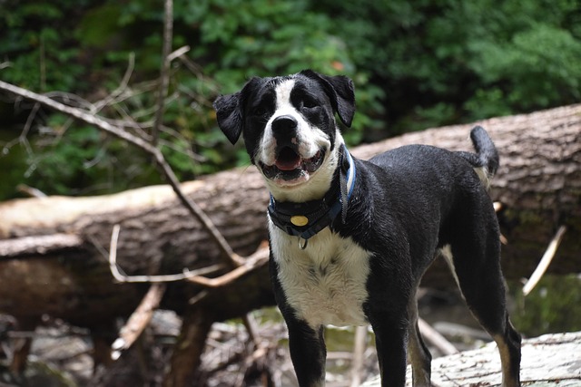 Hond, Dier, Huisdier, Natuur, Boom, Woud