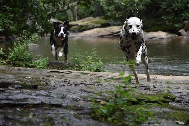 Honden, Rennen, Zwart En Wit, Dalmatiër