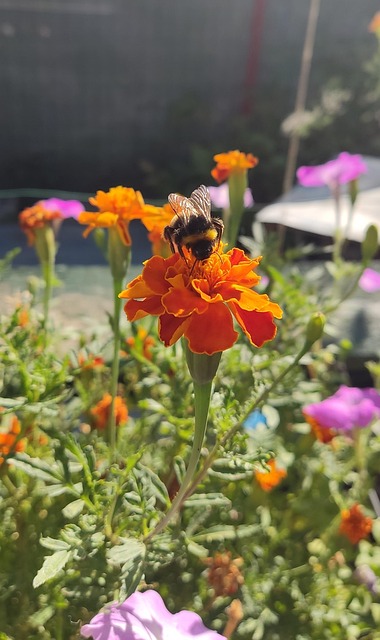 Bumble Bee, Albină, Natura, Insectă