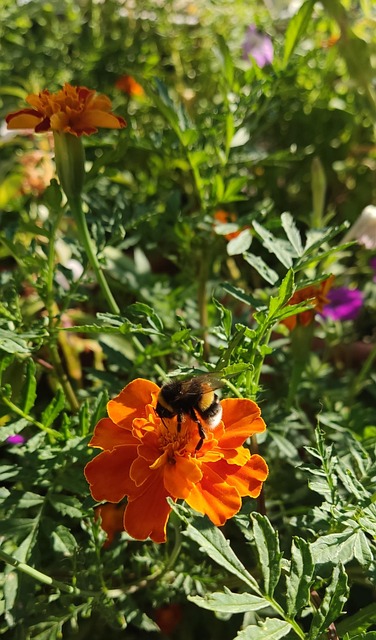 Bumble Bee, Albină, Natura, Insectă