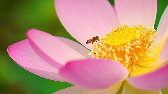Free Bee Flower photo and picture